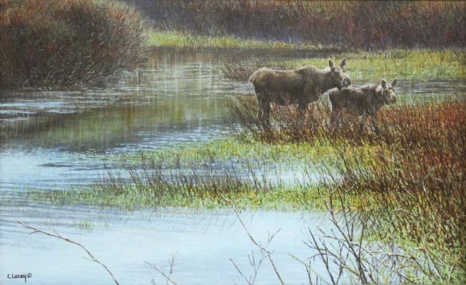 Moose